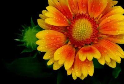 ​2026七夕浪漫情话语录文案大全