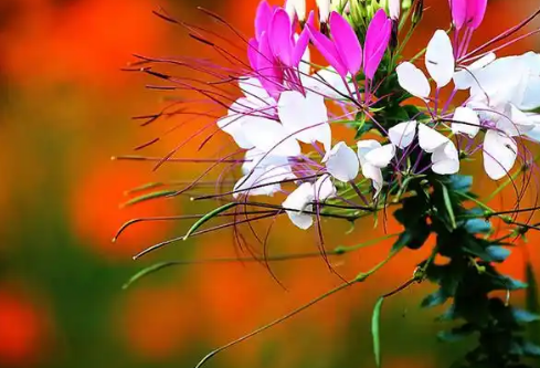 1767671101749515.png image.png