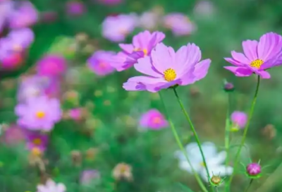 ​2026经典感情的语录 情感感悟语录大全