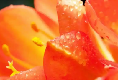 ​简短精炼的爱情语录