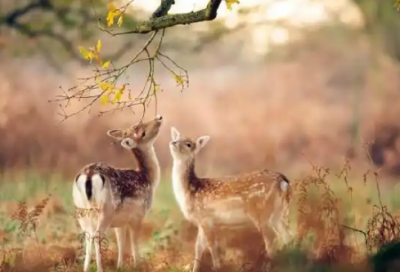 ​晚安语录正能量 关于晚安句子大全精选