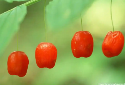 ​逗比语录100句