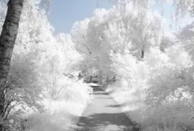 ​没有尾巴的狼读后感250字3篇